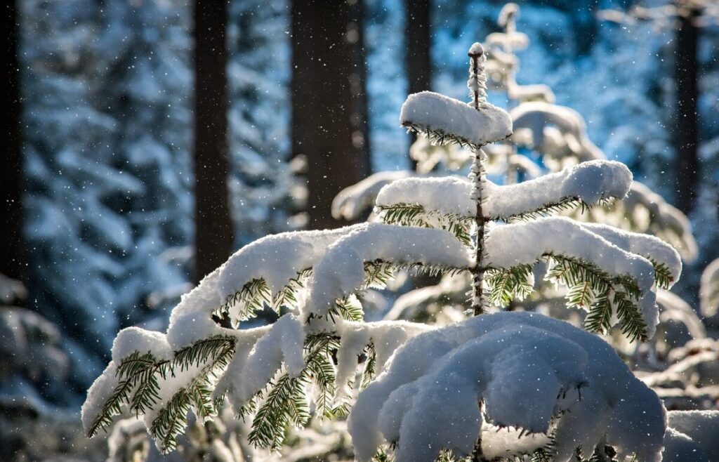 Crisi della neve: Alpi Italiane a rischio