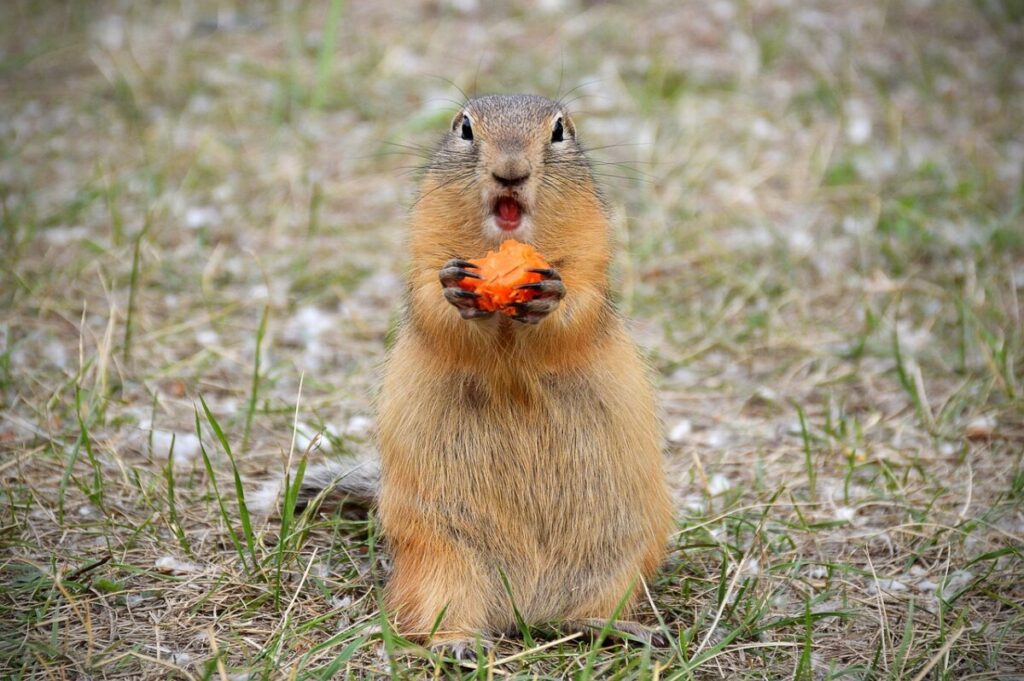 Giorno della Marmotta: Tradizione tra miti e scienza