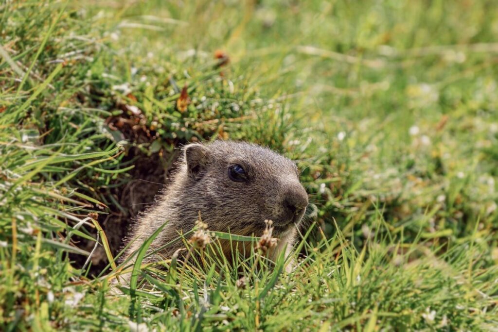 Giorno della Marmotta: Tradizione tra miti e scienza